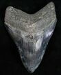 Serrated Megalodon Tooth - Nice Coloration #12011-1